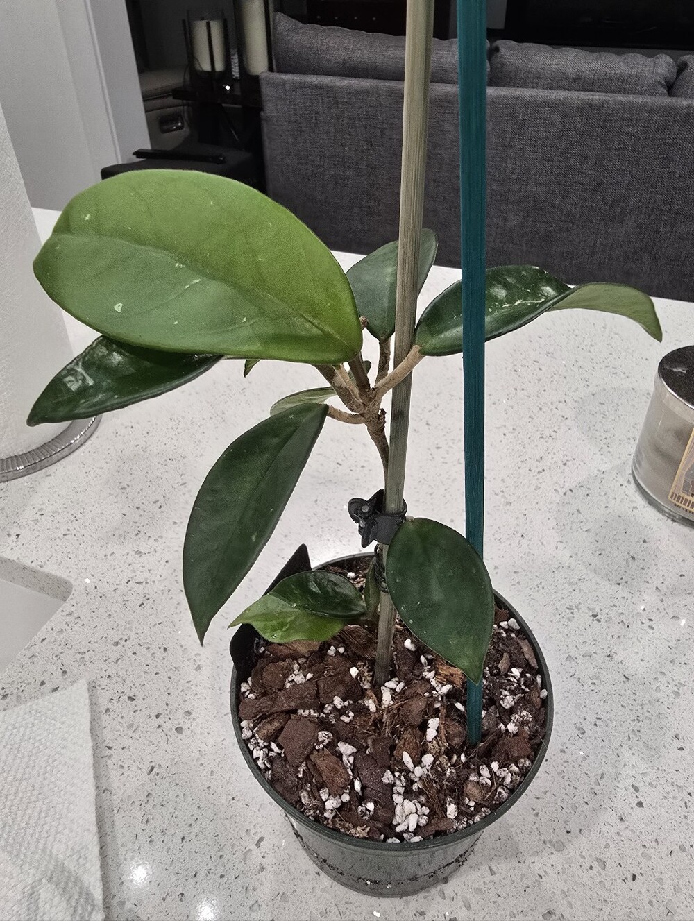 Hoya Chelsea - 6" Pot